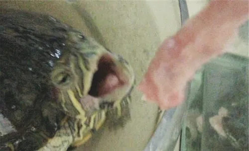 水龟饲养环境控制之水质