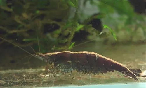黑壳虾的饲养环境