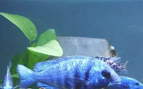 蓝宝石鱼的饲养环境