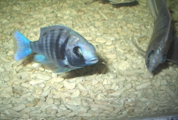 蓝宝石鱼的品种简介