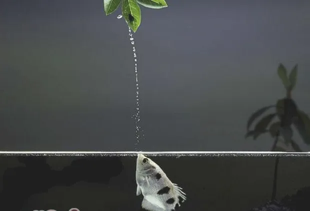 射水鱼的品种简介