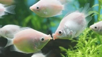 关于接吻鱼接吻的奥秘
