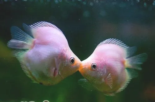 接吻鱼应该怎么养
