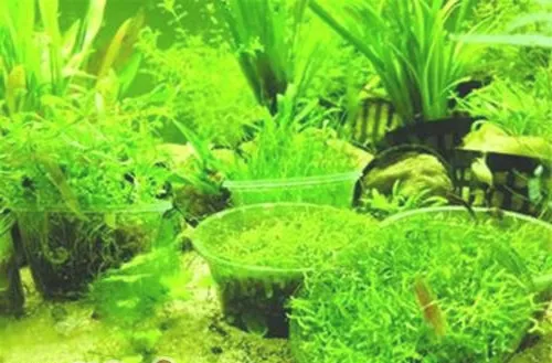 水草中添加二氧化碳的作用