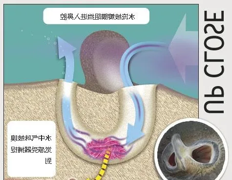 鱼的鼻孔是用来干吗的