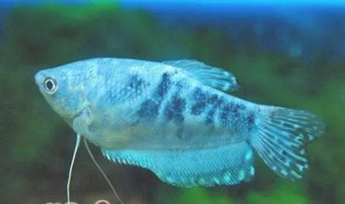 蓝星鱼的体态特征