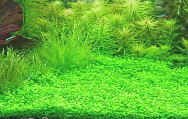 水族箱出现大量藻类的原因