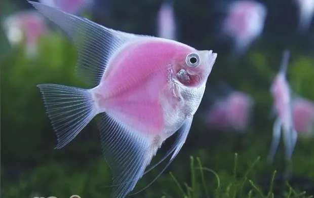 天使鱼的繁殖须知