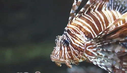 臭氧机在水族中的应用