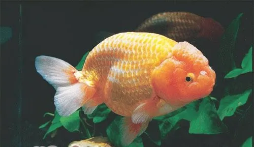 金鱼自然繁殖的方法