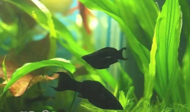 黑玛丽鱼的繁殖介绍
