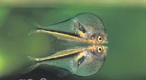 霓虹燕子鱼的繁殖事项