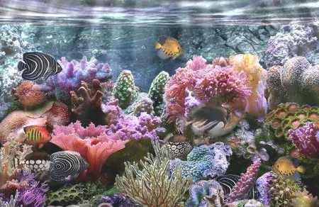 水族箱水质的测试方法