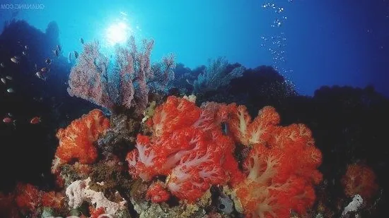 珊瑚岩礁生态造景缸介绍