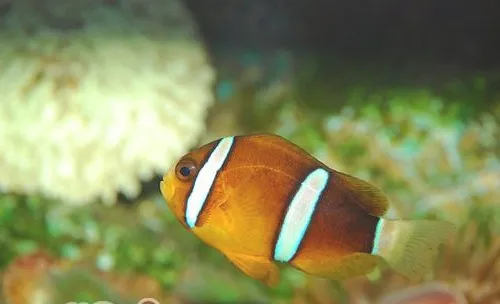 海水鱼的饲养器材准备