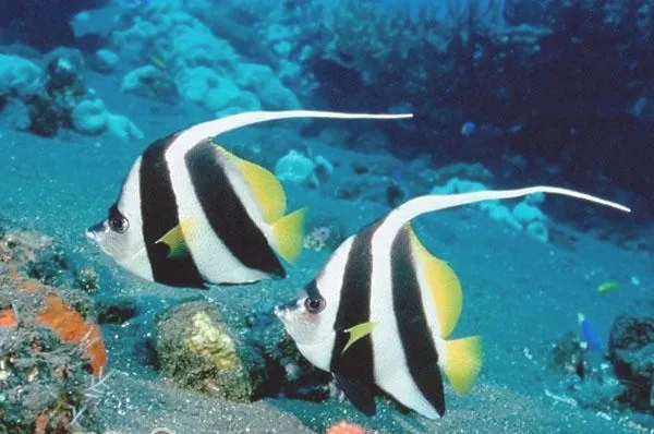 水族箱换水三个方式及影响