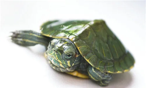 如何繁殖巴西龟？