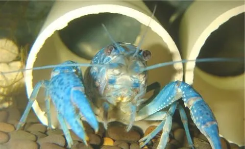 佛罗里达蓝鳌虾的繁殖要点