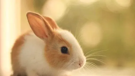 兔子的鼻子为什么会频繁抽动？