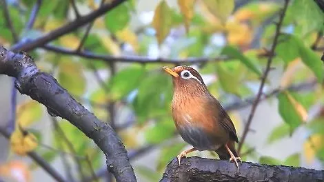 怎么能挑到好的画眉鸟？