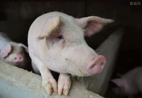 现在养猪挣钱吗 生猪养殖的利润有多高？