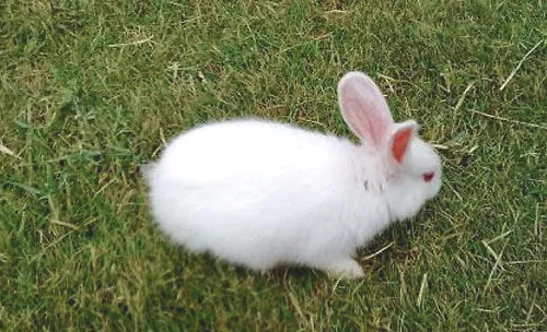怎么训练小白兔在固定地点排泄？