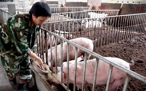 猪肉未来三年行情 2023年猪价行情预测上涨或下跌