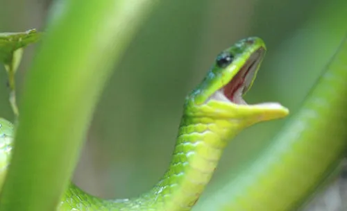 如何判断蛇有没有毒