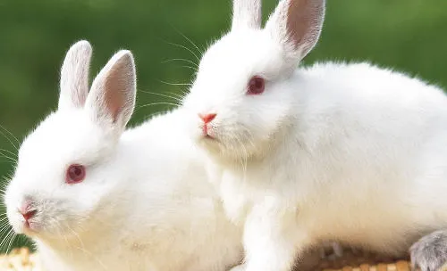 如何避免兔子在运动时受伤