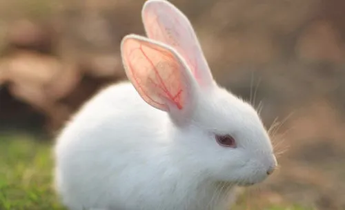粗纤维对兔子有什么作用
