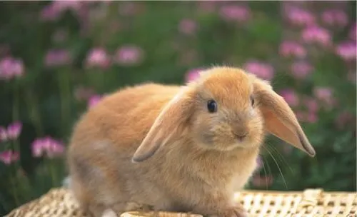 什么蔬菜可以喂食兔兔