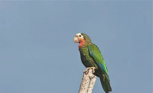 古巴亚马逊鹦鹉的品种简介