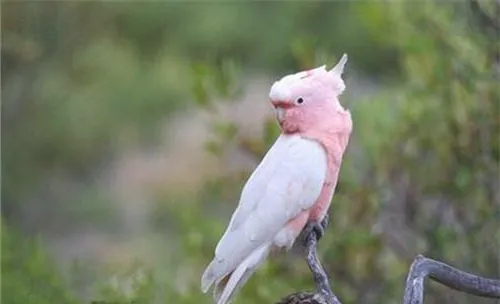 粉红凤头鹦鹉的外形特点