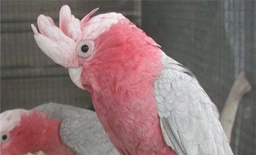 粉红凤头鹦鹉的喂食要点