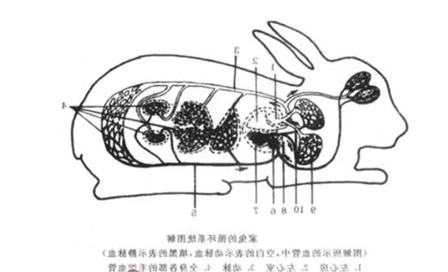 兔子心血管系统小百科