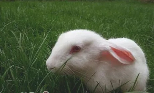 夏季饲养小白兔的注意事项