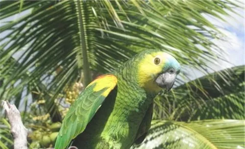 绿颊亚马逊鹦鹉的生活环境