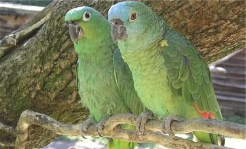 绿颊亚马逊鹦鹉的形态特征