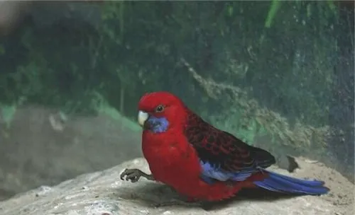 红色吸蜜鹦鹉的形态特征