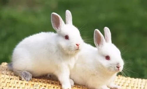 中国白兔的护理知识