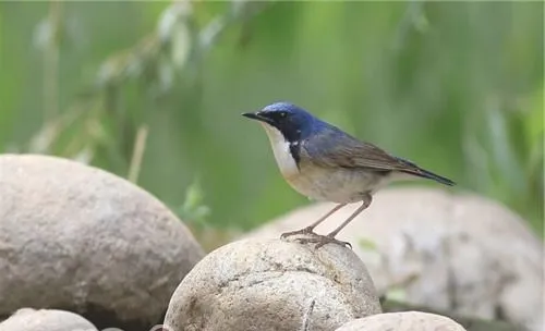 蓝歌鸲的形态特征