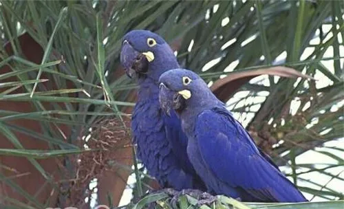 棕榈凤头鹦鹉的品种简介
