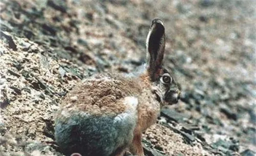 灰尾兔的品种简介