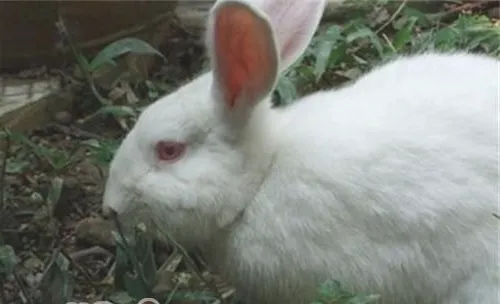 佛州大白兔的生活环境布置