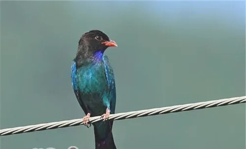 三宝鸟的饲养知识