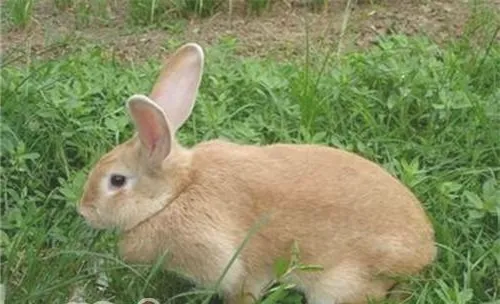 太行山兔的形态特征