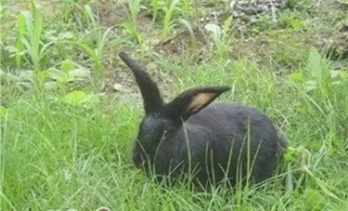 莲山黑兔的饲养及繁殖方法