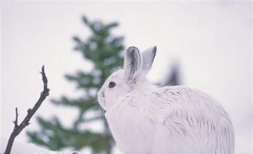 雪兔的品种简介