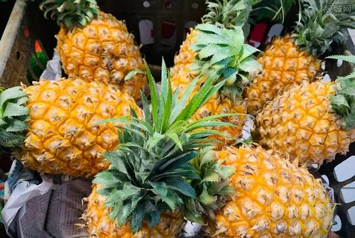 台湾菠萝收购价大跌 已跌到成本价