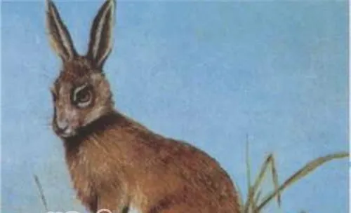 塔里木兔的形态特征